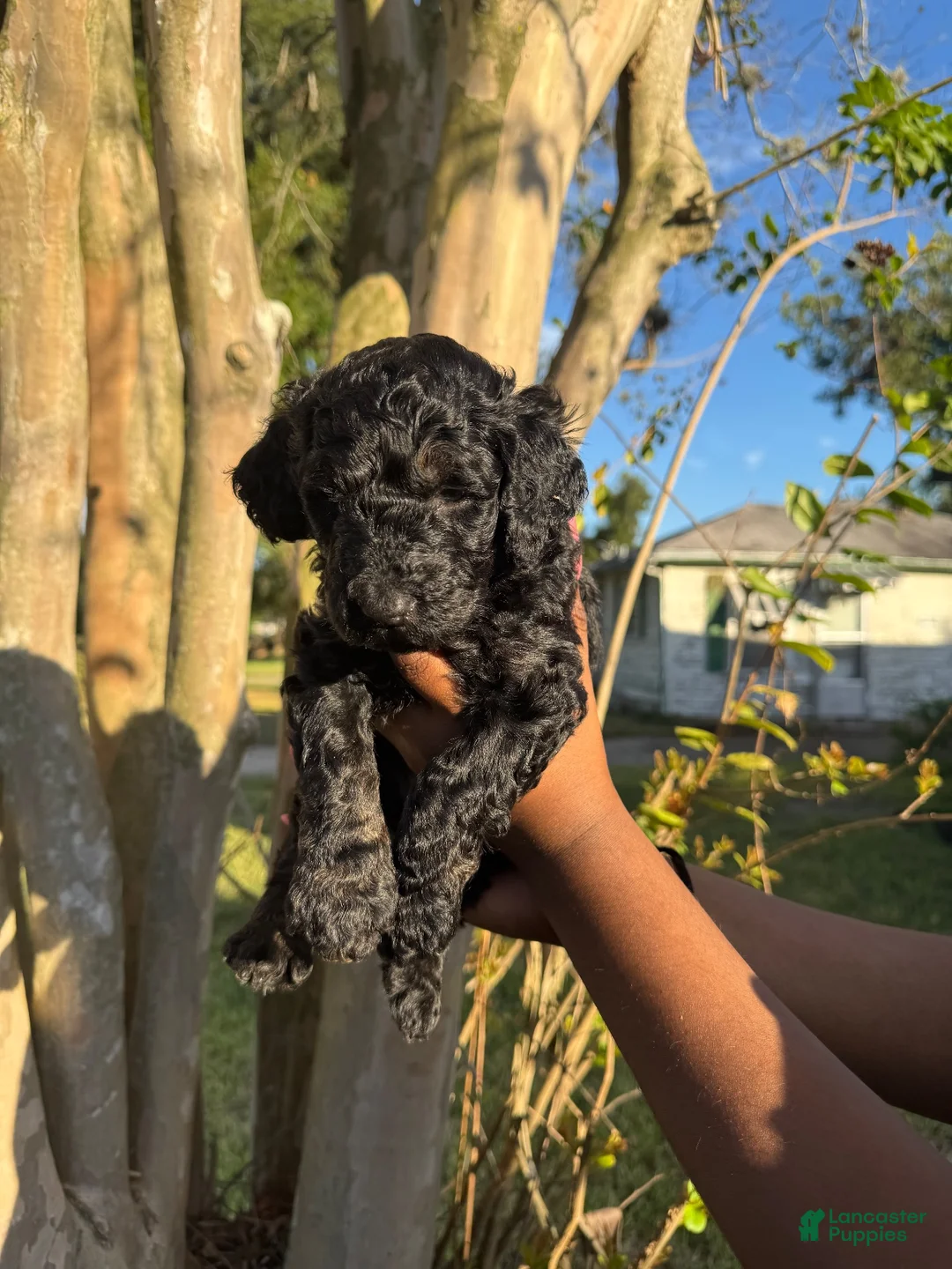 Standard Poodle dogs for sale: Standard Poodle 1 - Ad 1