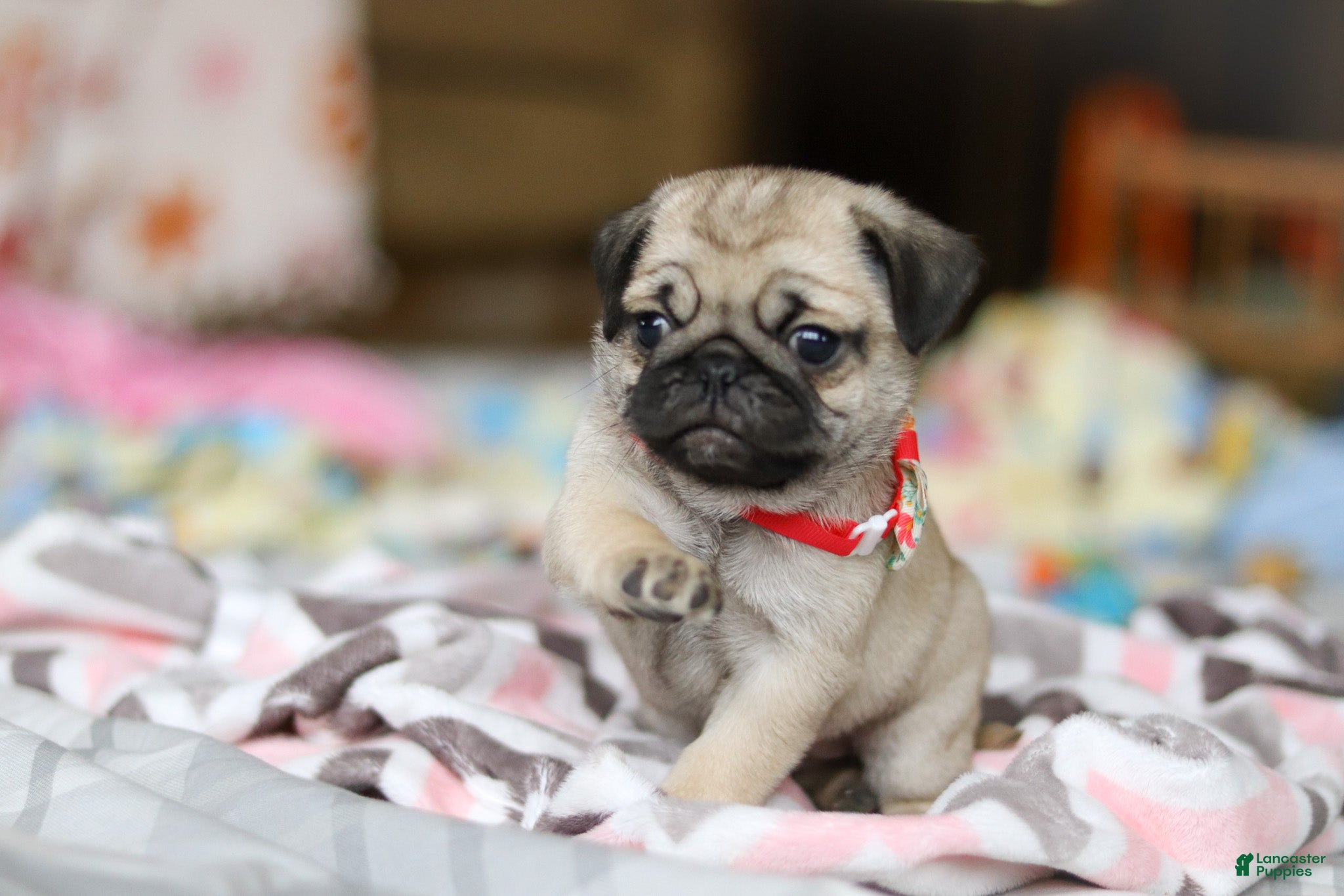 Pug dogs Penny  - Ad 2