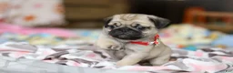 Pug dogs for sale: Penny  - Ad 2