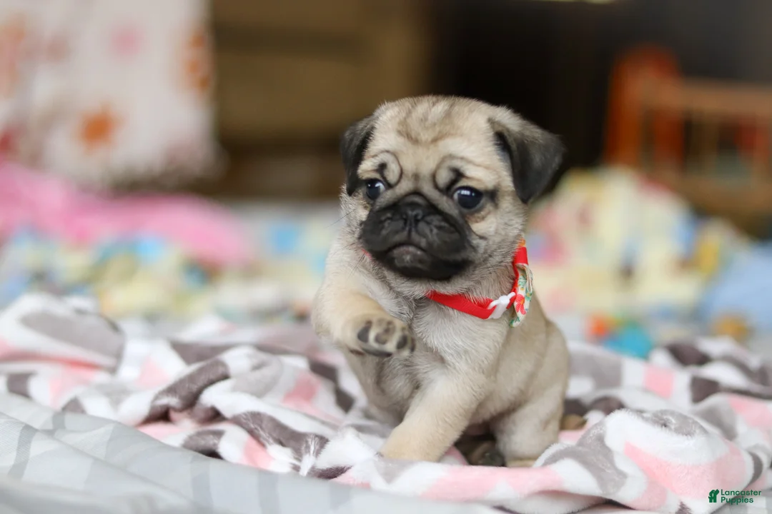 Pug dogs for sale: Penny  - Ad 2