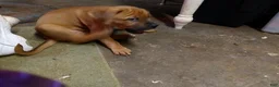 Mixed Breed dogs for sale:  6 - Ad 2
