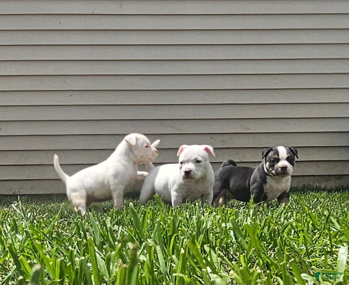 American Bully dogs White Male - Tatanka - Ad 1