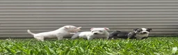 American Bully dogs for sale: White Male - Tatanka - Ad 12