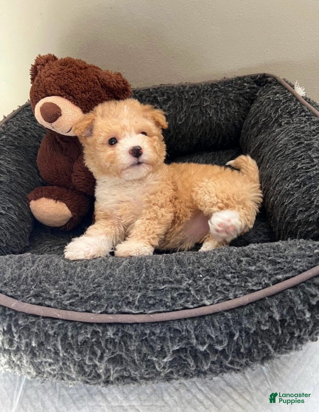 Toy Poodle dogs for sale: Toy Poodle Puppy 1 - Ad 2
