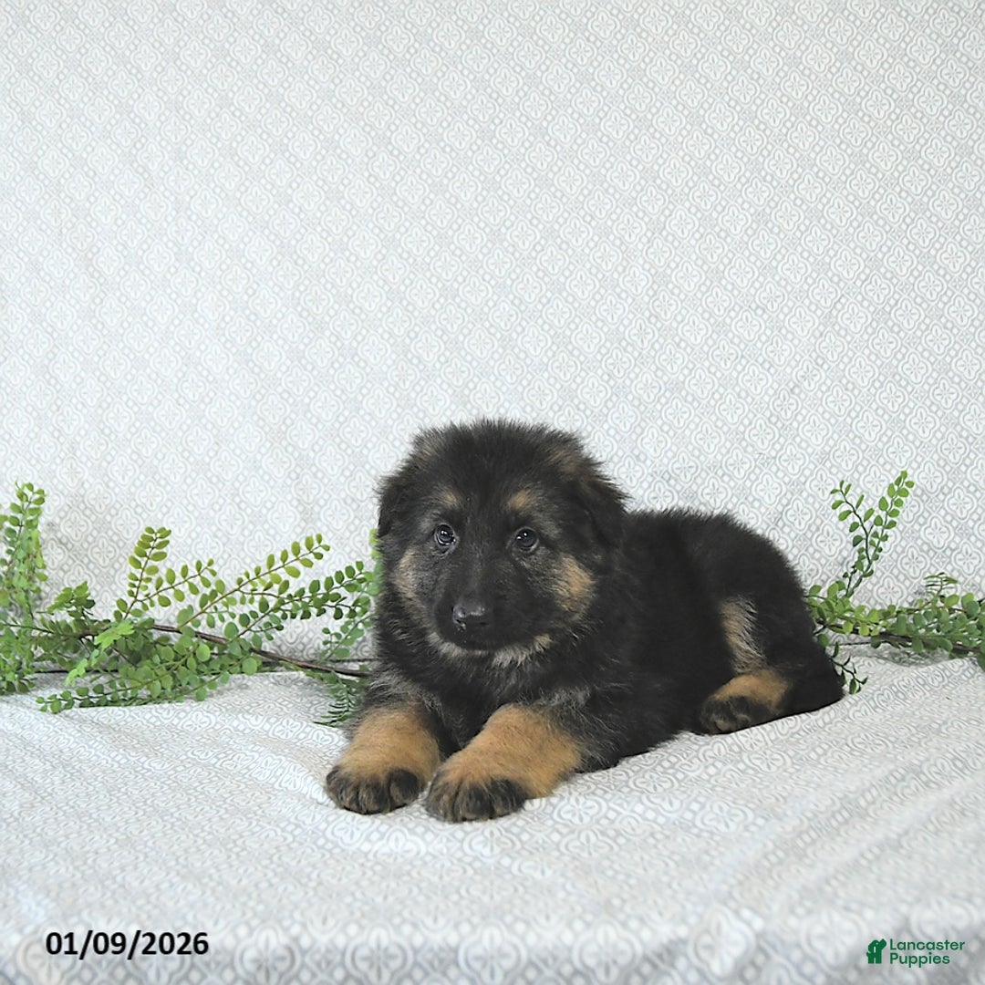 German Shepherd dogs for sale: Rex - Ad 4