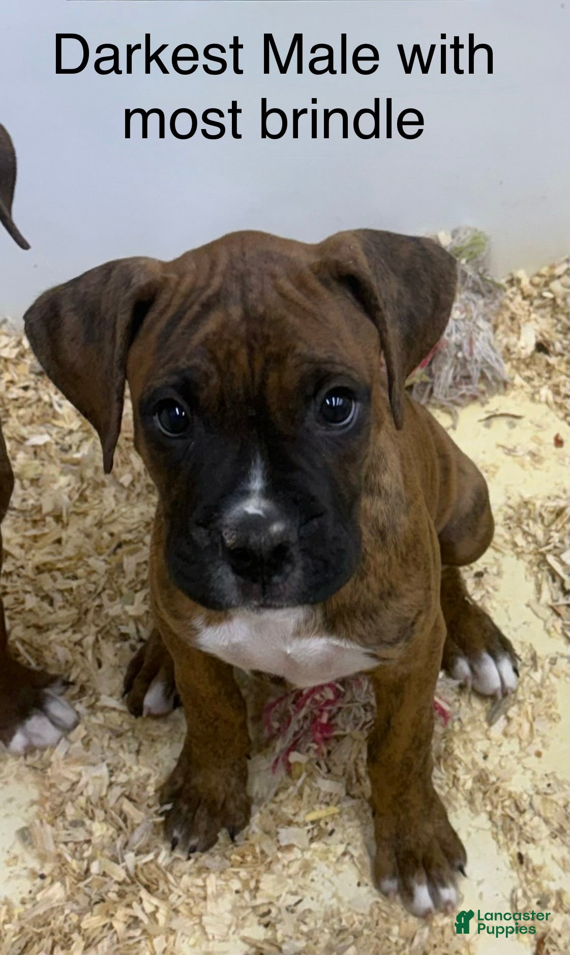 Boxer dogs Boxer 1 - Ad 7