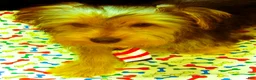 Yorkshire Terrier dogs for sale: Samson - Ad 4