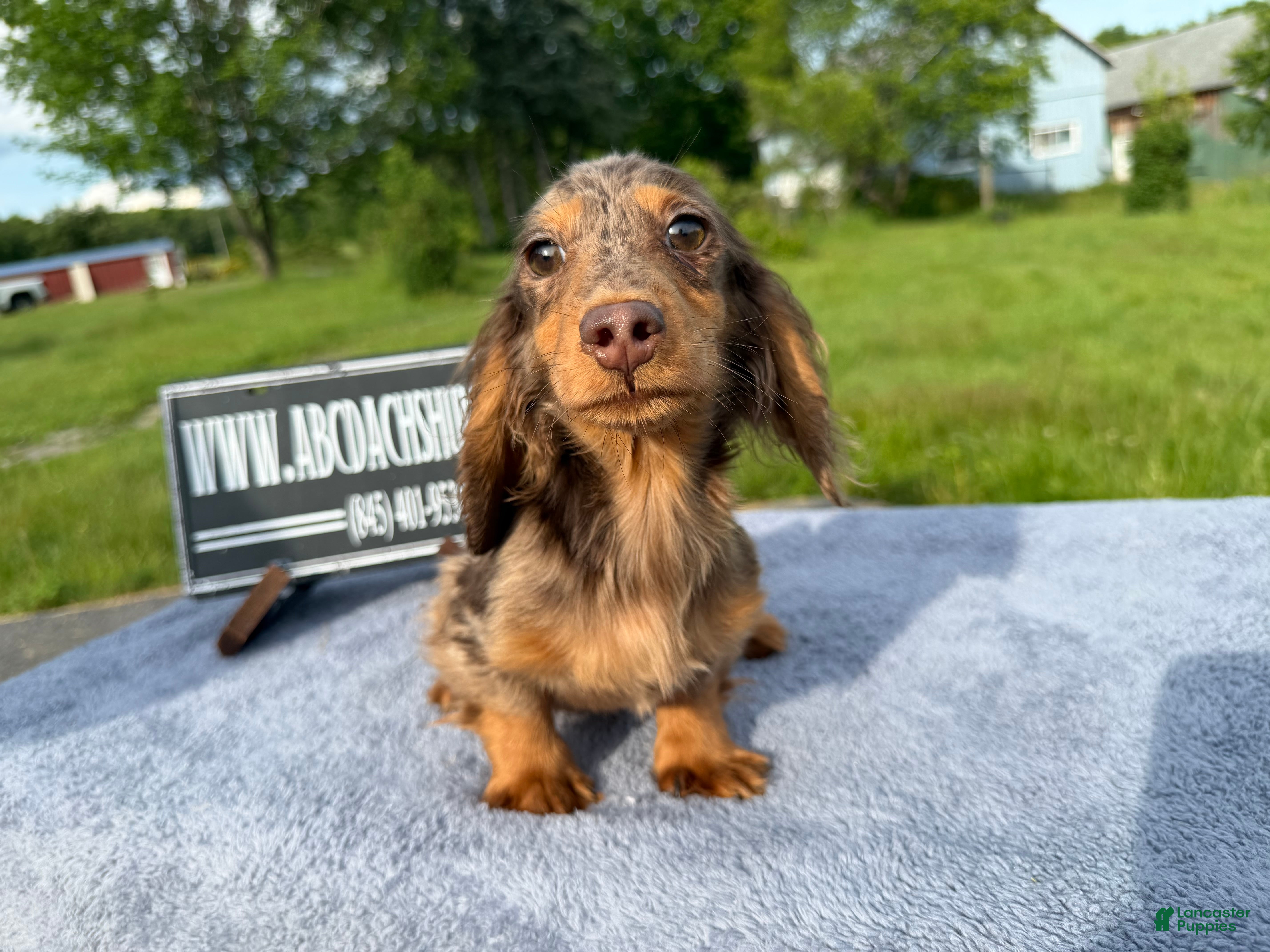 Miniature Dachshund dogs AKC Russian Ch line - Ad 5