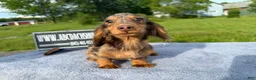 Miniature Dachshund dogs for sale: AKC Russian Ch line - Ad 1