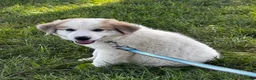 Great Pyrenees dogs for sale: George - Ad 5