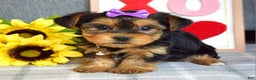 Yorkshire Terrier dogs for sale: Harper  - Ad 8