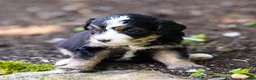 Bernedoodle dogs for sale: Crew Bernedoodle Puppy  - Ad 3
