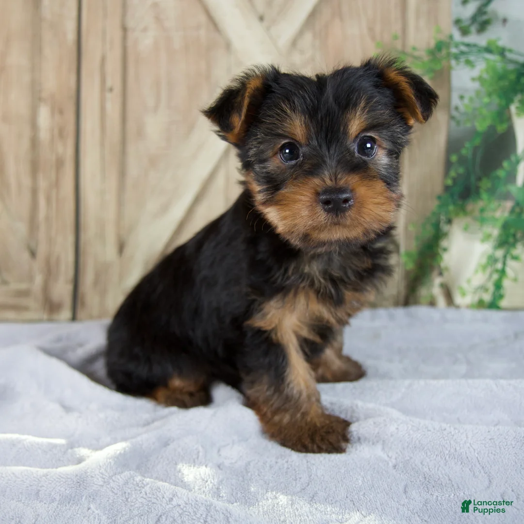 Yorkshire Terrier dogs for sale: Saige - Ad 2