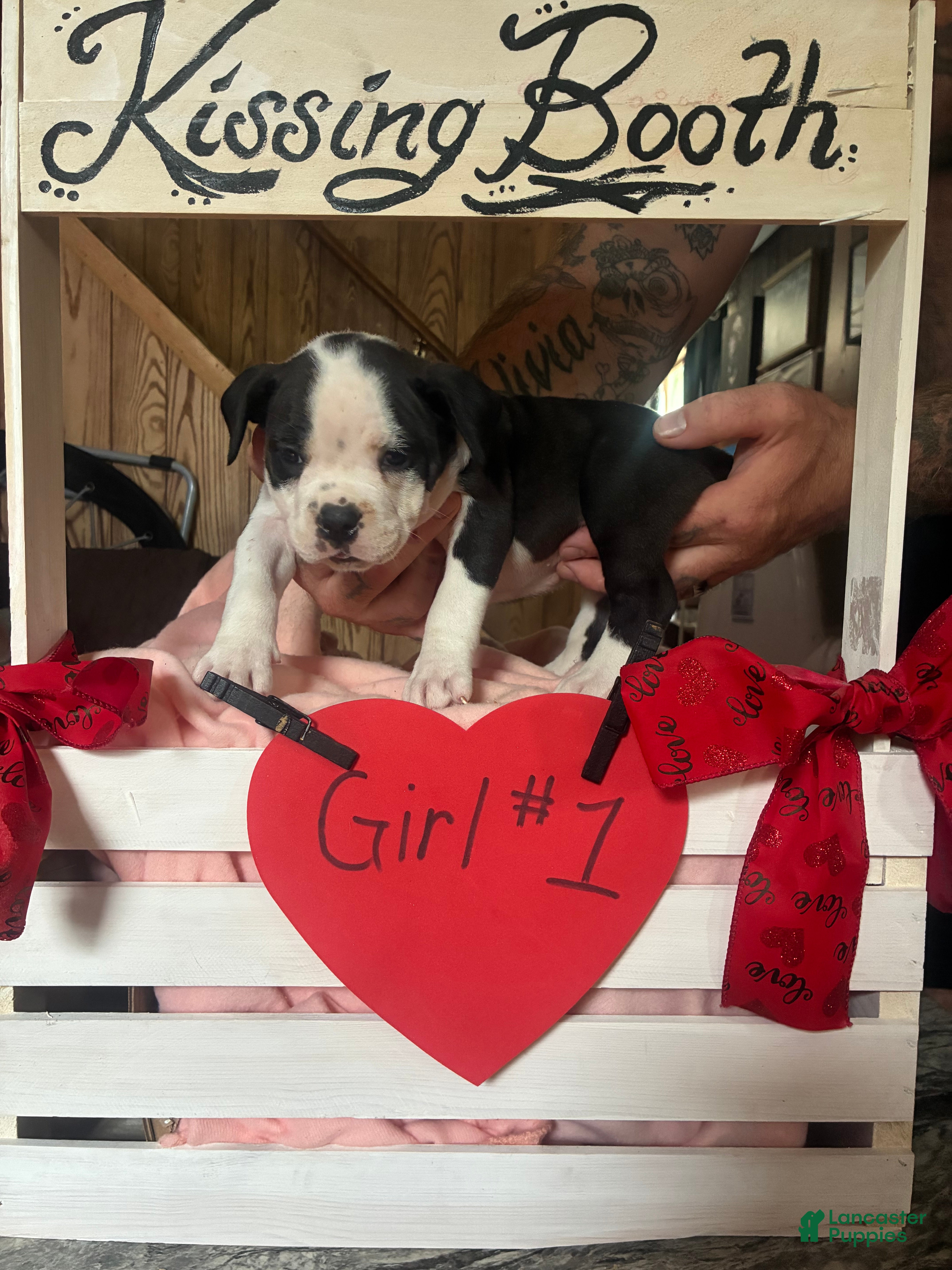 Olde English Bulldogge dogs Olde English Bulldogge 1 - Ad 2