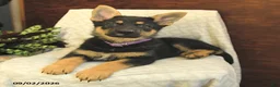 German Shepherd dogs for sale: Maple   - Ad 3