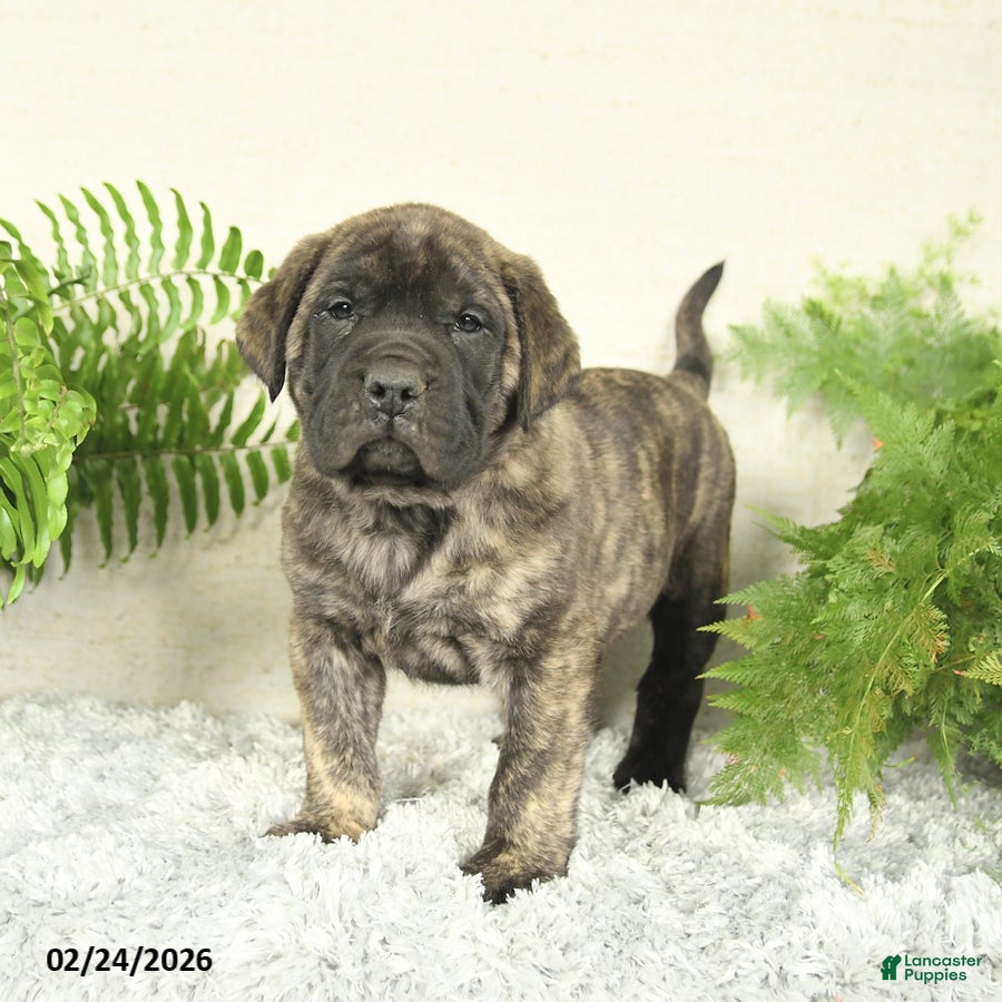 English Mastiff dogs Asher - Ad 1