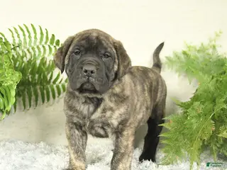 English Mastiff dogs for sale: Asher - Ad 4