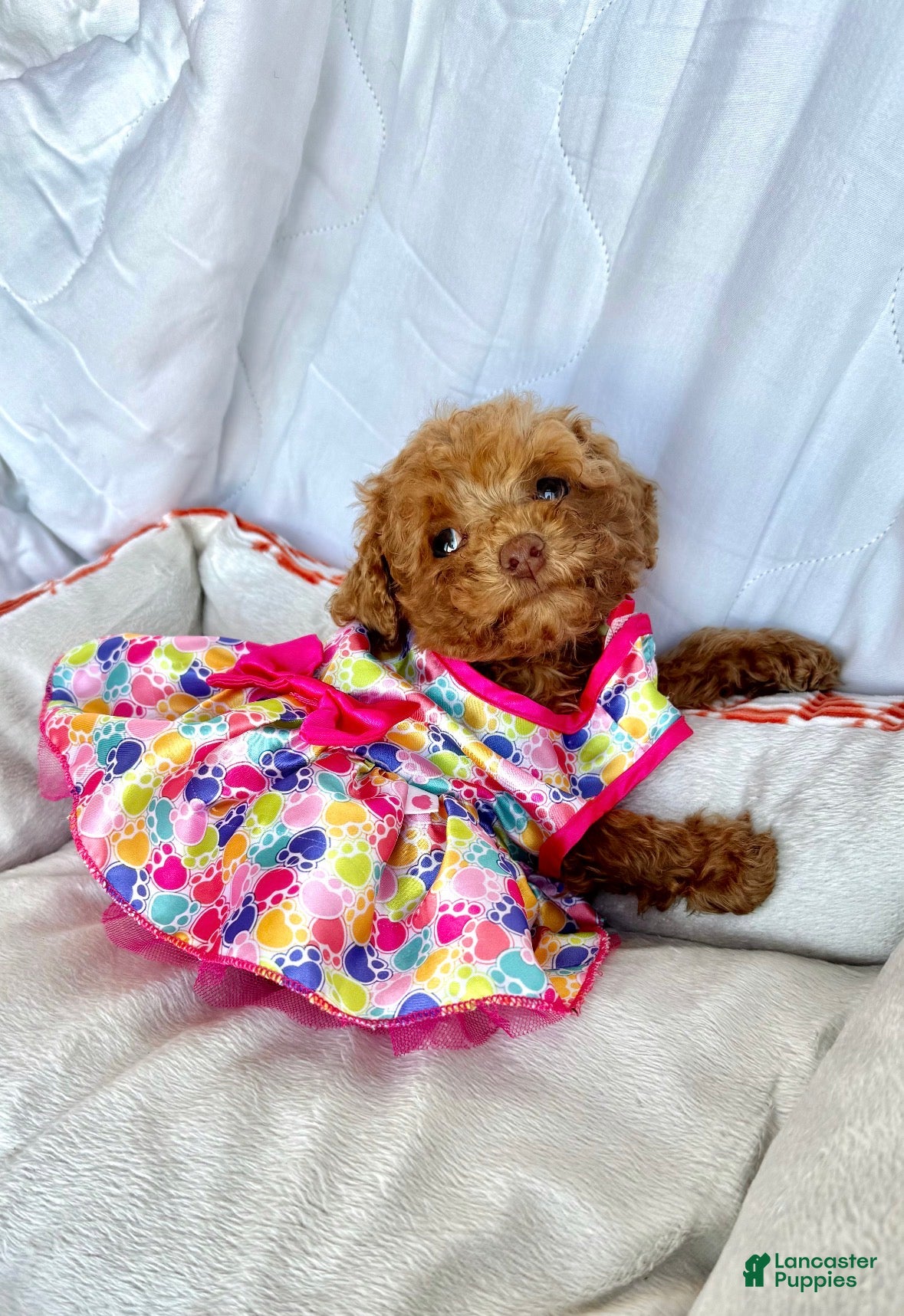 Toy Poodle dogs ✨Ruby- the tiny Princess 👑  - Ad 2