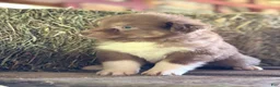 Australian Shepherd dogs for sale: Lynne - Ad 8