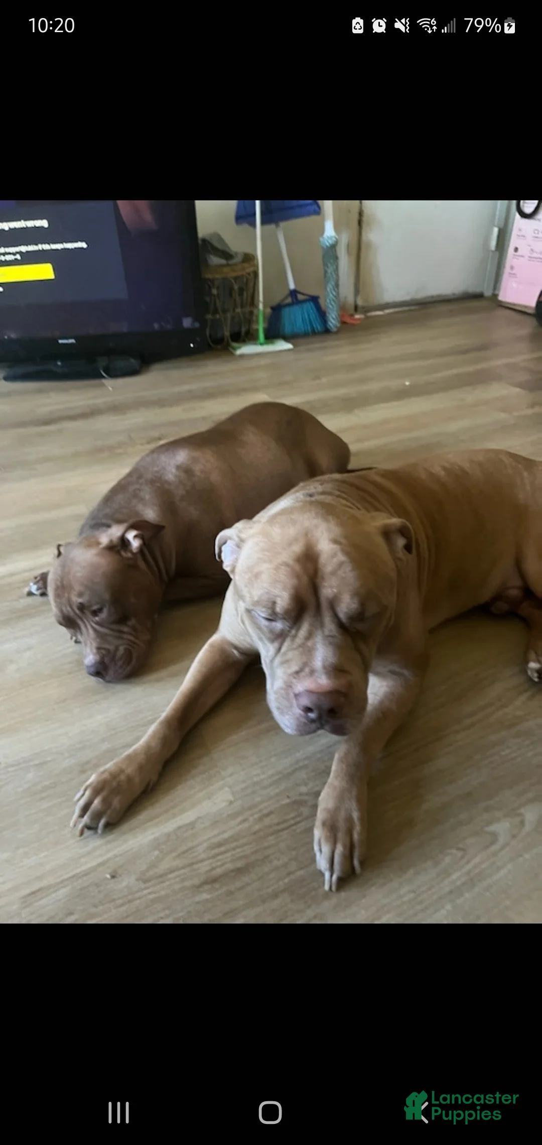 American Pit Bull Terrier dogs for sale: American Pit Bull Terrier Puppy 1 - Ad 2