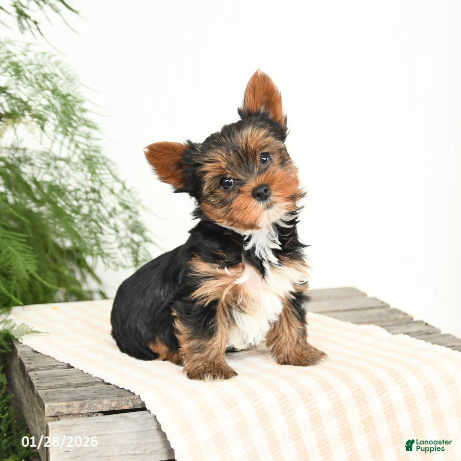 Yorkshire Terrier dogs Minnie - Ad 9