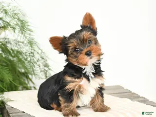 Yorkshire Terrier dogs Minnie - Ad 9