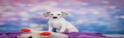 Mixed Breed dogs for sale: Lizzy - Ad 9