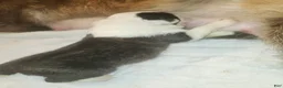 Saint Bernard dogs for sale: Saint Bernard 3 - Ad 4