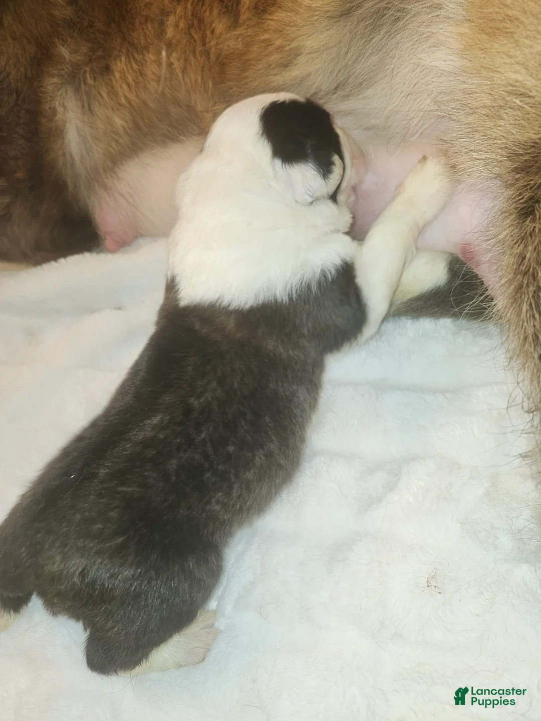 Saint Bernard dogs for sale: Saint Bernard 3 - Ad 4