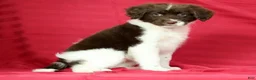 Portuguese Water Dog dogs for sale: Maggie - Ad 5