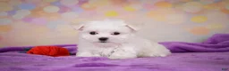 Maltese dogs for sale: Wiston - Ad 3