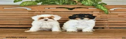 Mixed Breed dogs for sale: Harvey - Ad 5