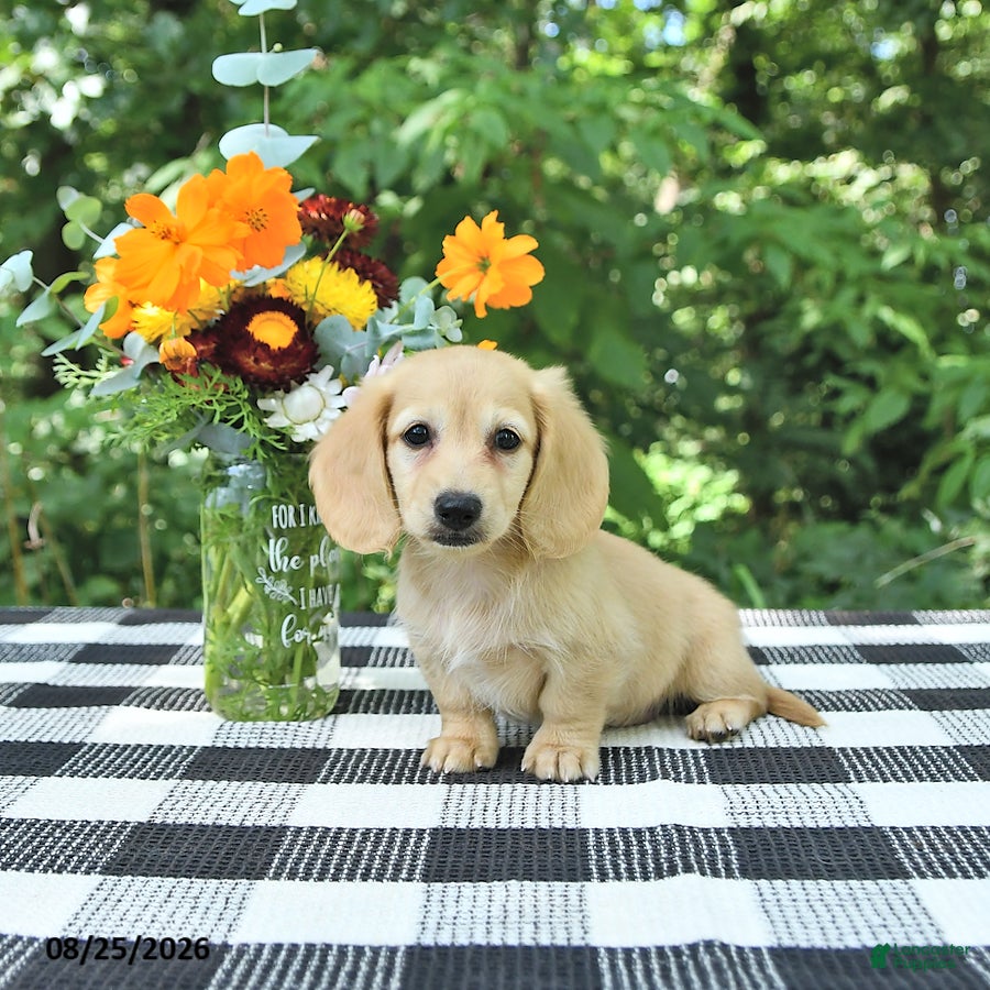 Miniature Dachshund dogs Henry - Ad 1