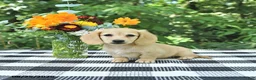 Miniature Dachshund dogs for sale: Henry - Ad 1
