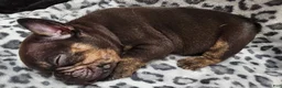 French Bulldog dogs for sale: Rosco  - Ad 3