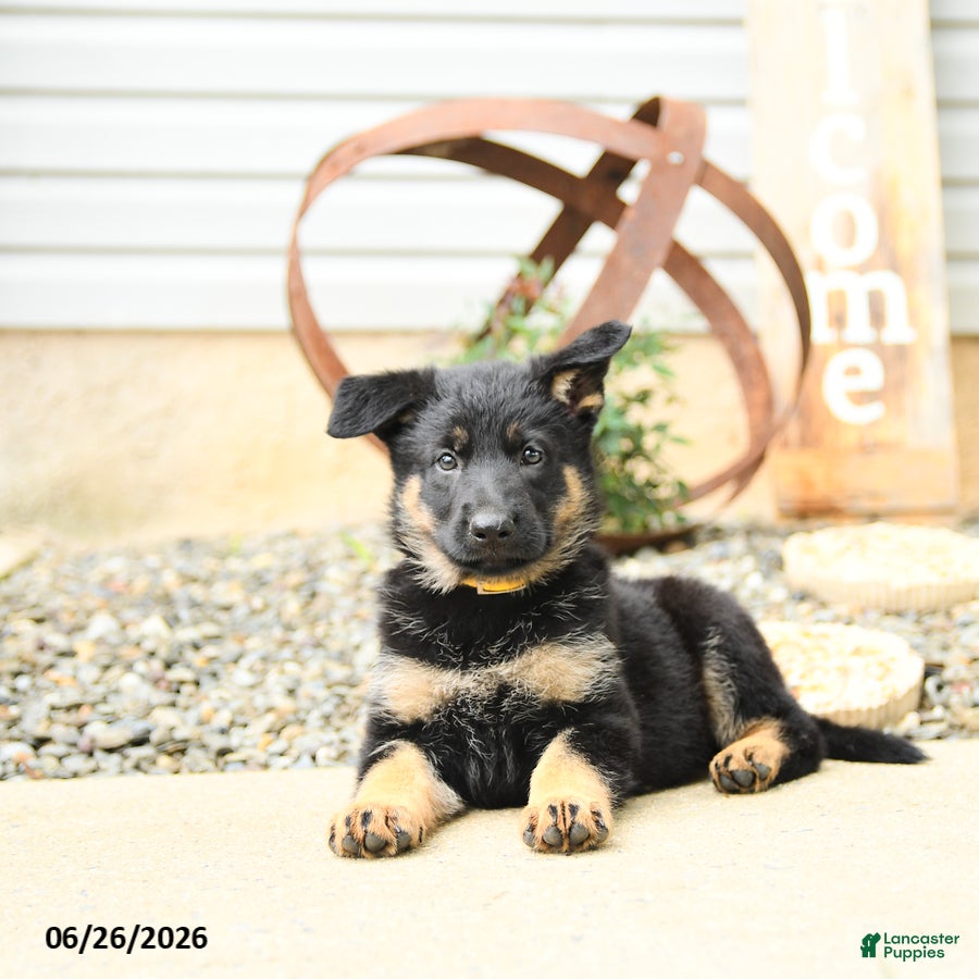 German Shepherd dogs Lillie - Ad 2