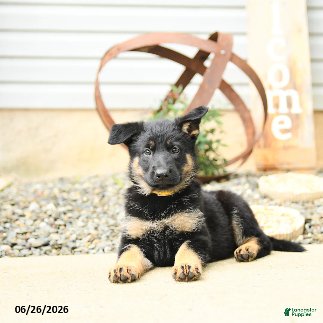 German Shepherd dogs for sale: Lillie - Ad 2