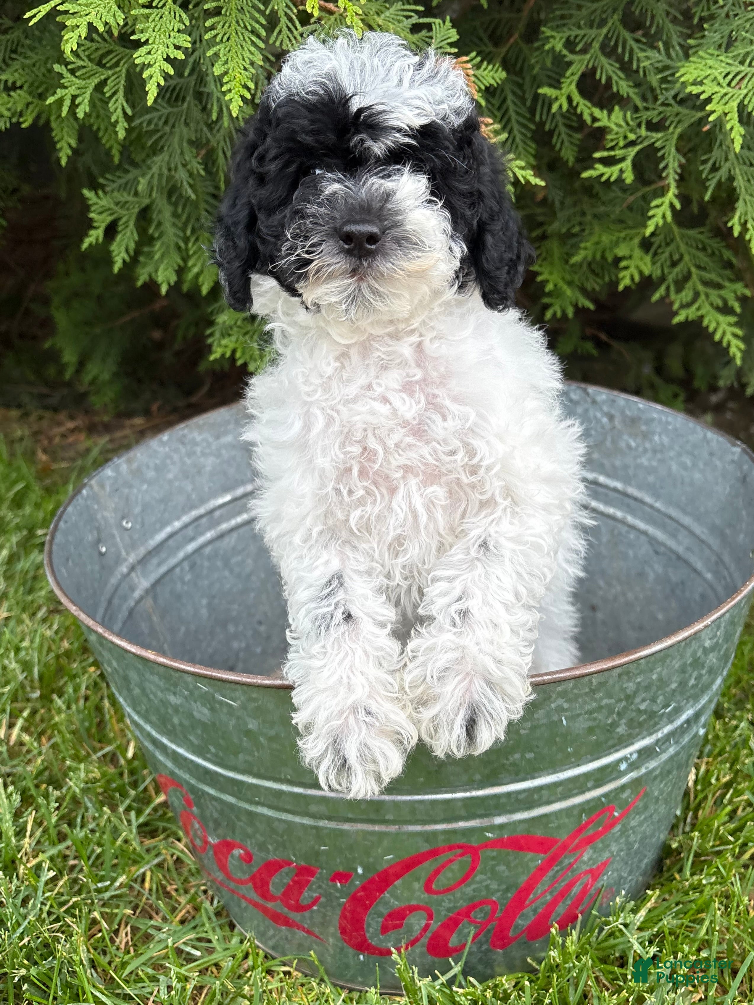 Miniature Poodle dogs Poppy - Ad 1