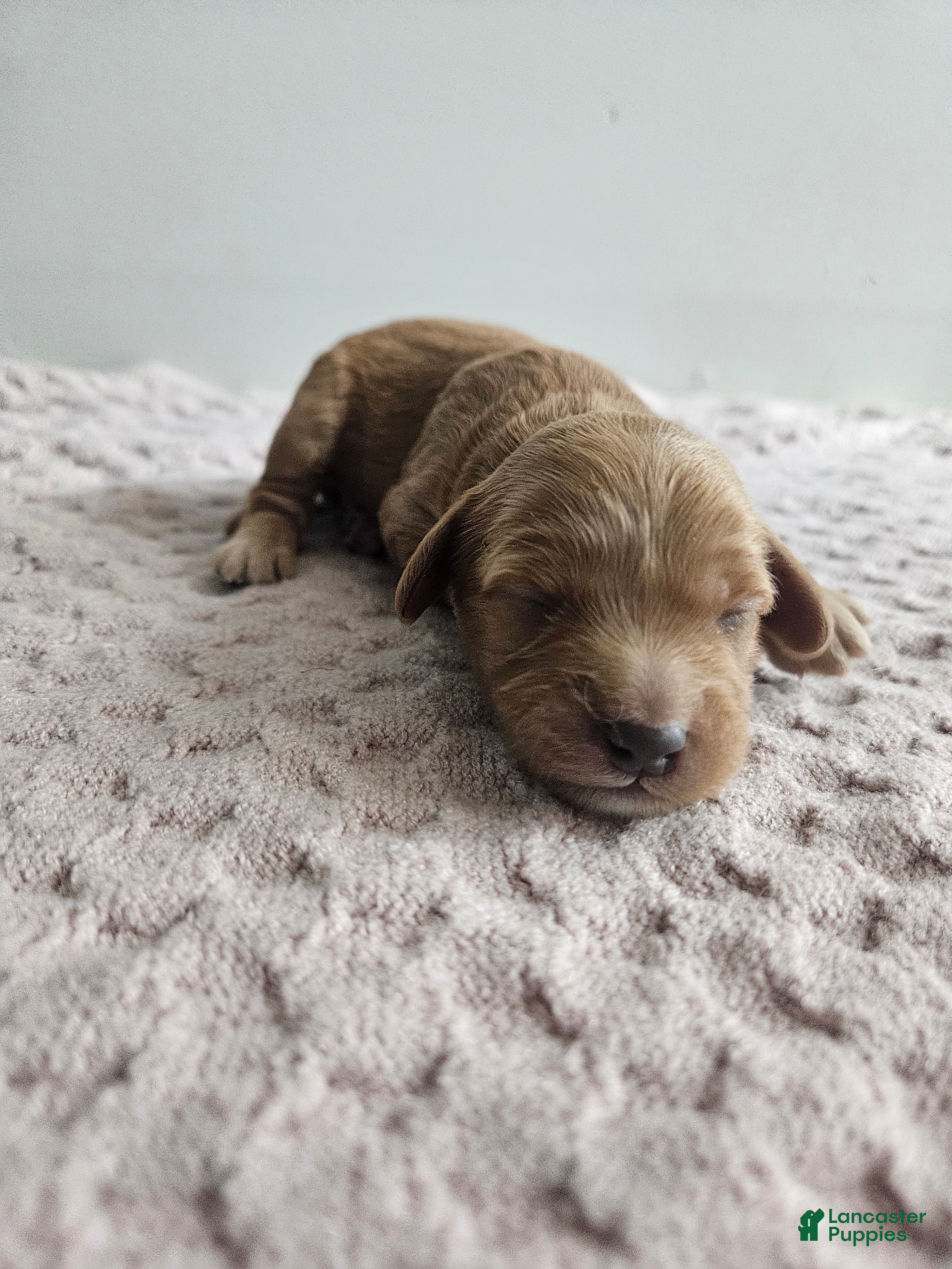 Cavapoo dogs Callie - Ad 21