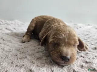 Cavapoo dogs Callie - Ad 29