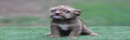 Mixed Breed dogs for sale: Female - Ad 3