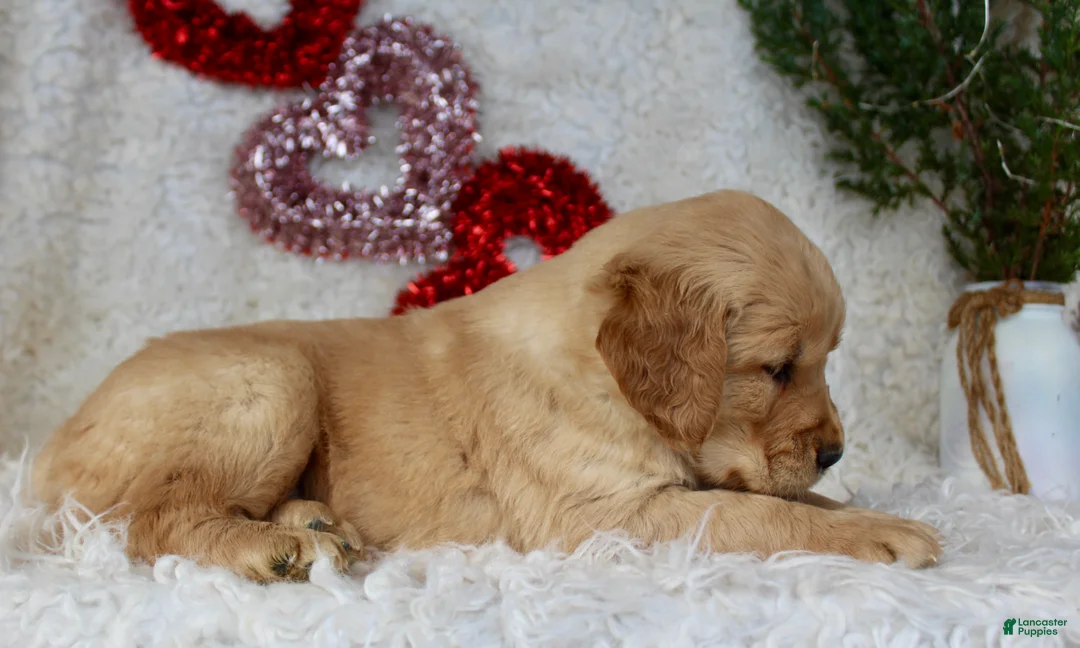Golden Retriever dogs for sale: Golden Retriever Puppy Female 1 - Ad 3