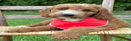 Irish Doodle dogs for sale: Maggie - Ad 3