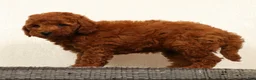 Mini Goldendoodle dogs for sale: Amber - Ad 4