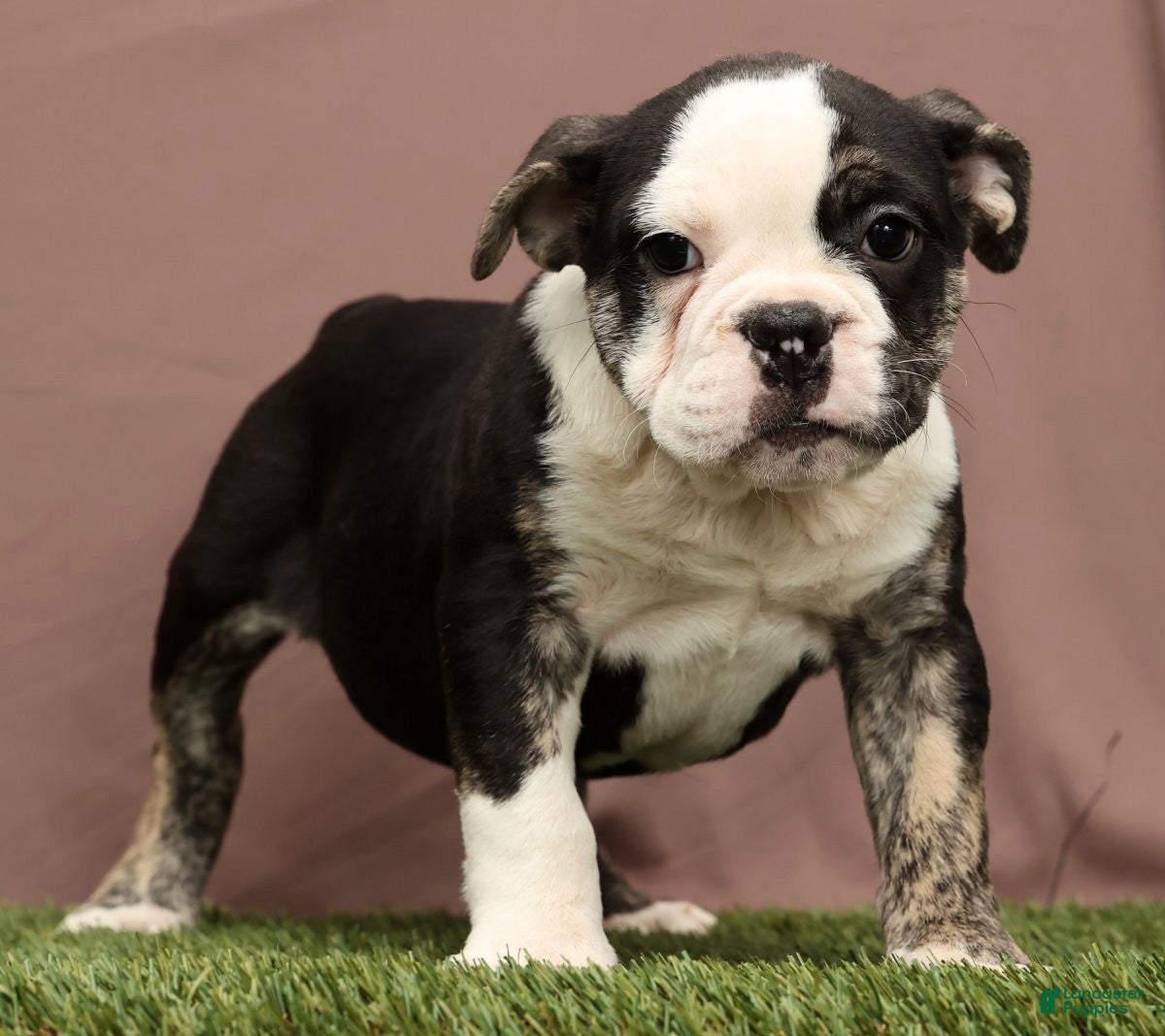 English Bulldog dogs Riley - Ad 20