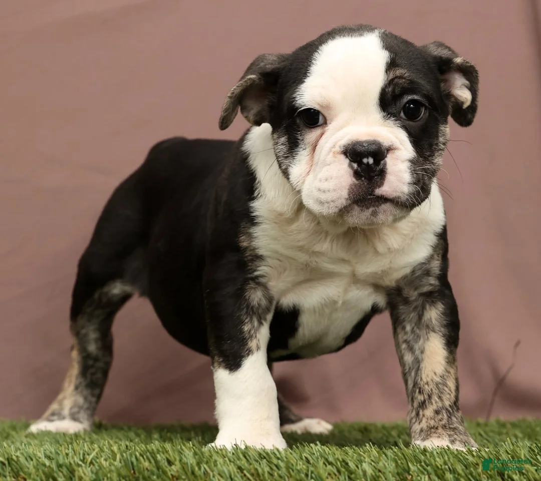 English Bulldog dogs for sale: Riley - Ad 1
