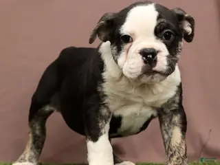 English Bulldog dogs Riley - Ad 20