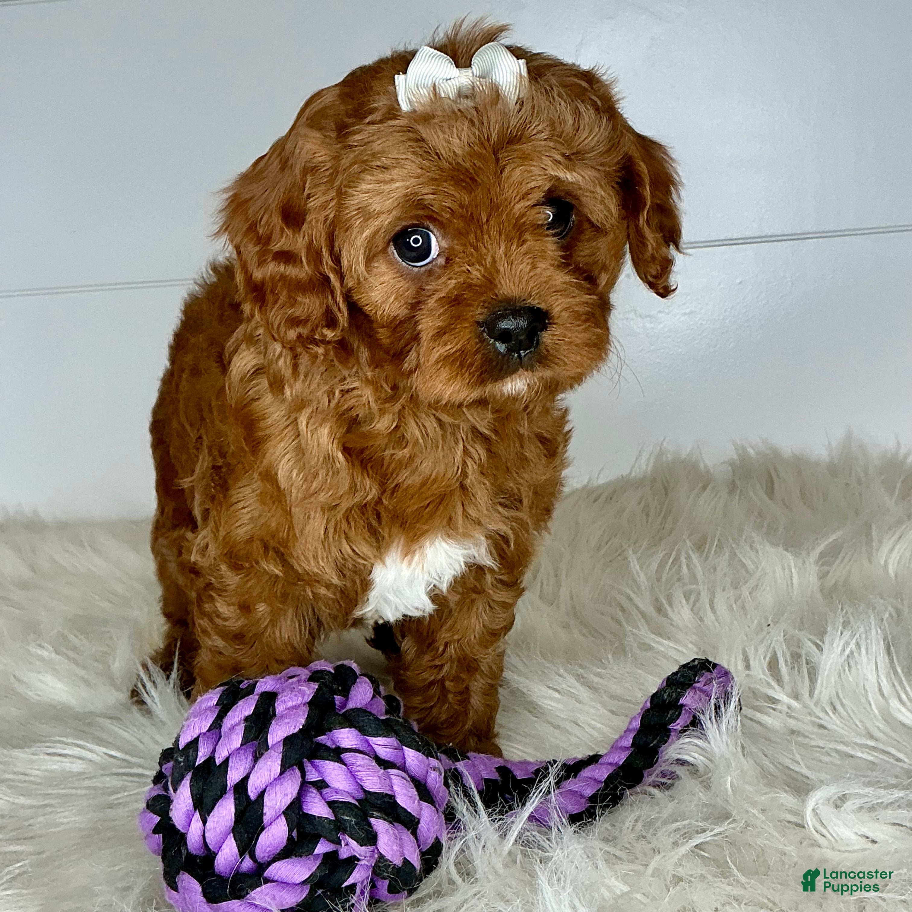 Cavapoo dogs Missy - Ad 2
