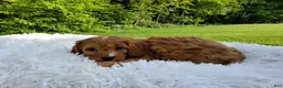Cavapoo dogs for sale: Puddles - Ad 1