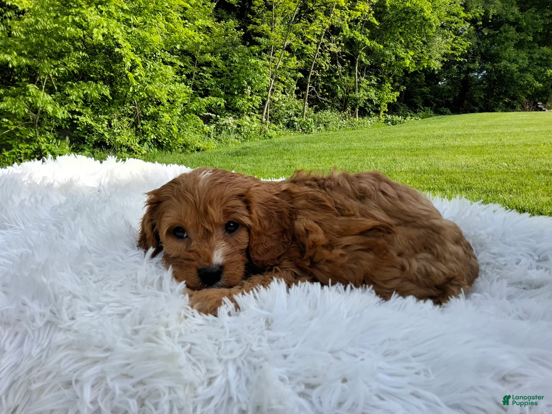 Cavapoo dogs for sale: Puddles - Ad 1